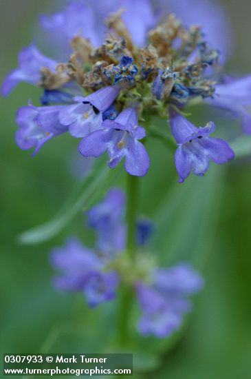 Globe Penstemon blossoms