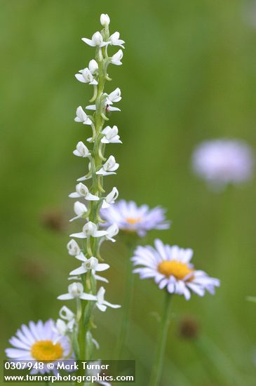 White Bog Orchid w/ Erigeron