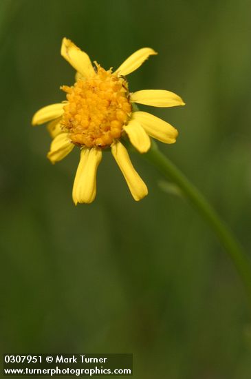 Mountain-marsh Butterweed blossom detail
