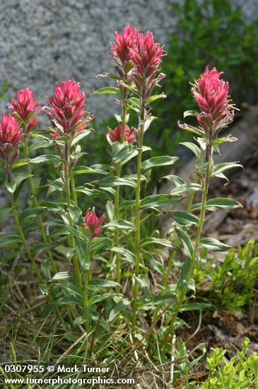 Alpine Paintbrush