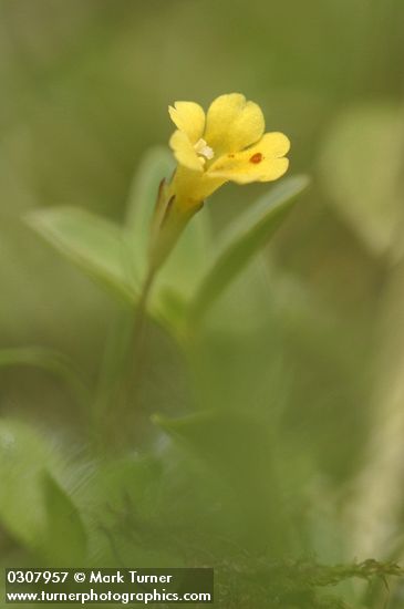 Primrose Monkey Flower