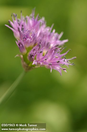 Tall Swamp Onion blossoms detail
