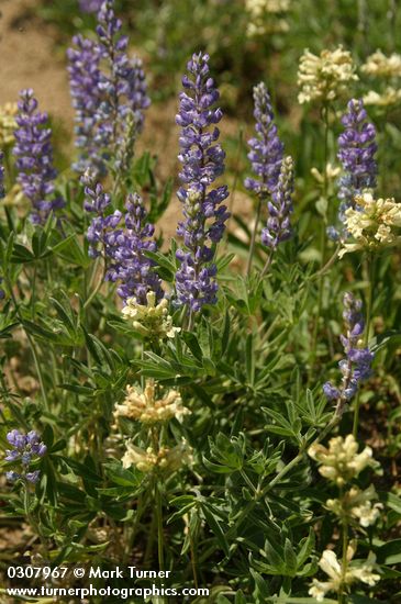 Silky Lupines & Sulphur Penstemons in dry hillside meadow