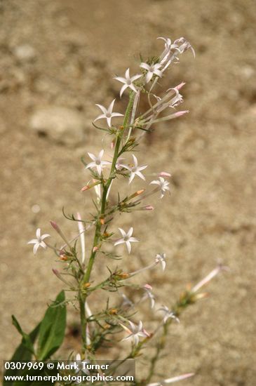 Scarlet Gilia (white form)