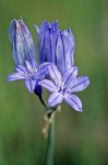 Large-flowered Brodiaea blossoms