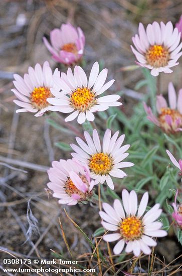 Showy Townsendia blossoms