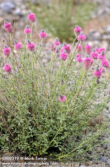 Blue Mountain Prairie Clover