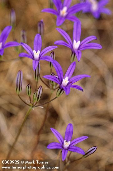 Harvest Brodiaea blossoms