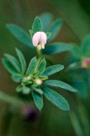 Small-flowered Deer Vetch blossom & foliage detail