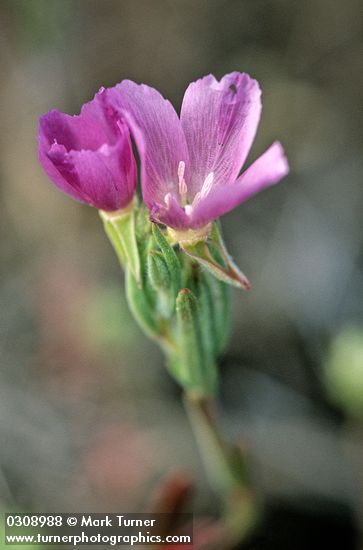 Small-flowered Godetia blossom detail