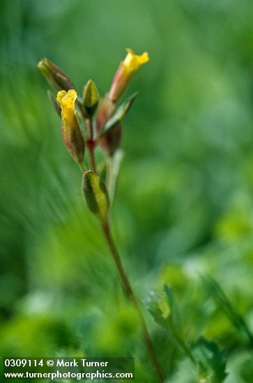Short-flowered Monkey Flower blossom & foliage detail