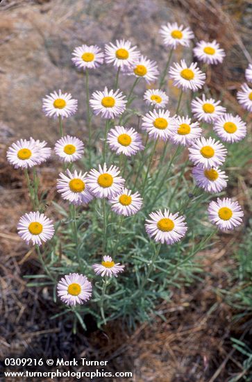Thread-leaf Fleabane
