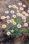 Thread-leaf Fleabane