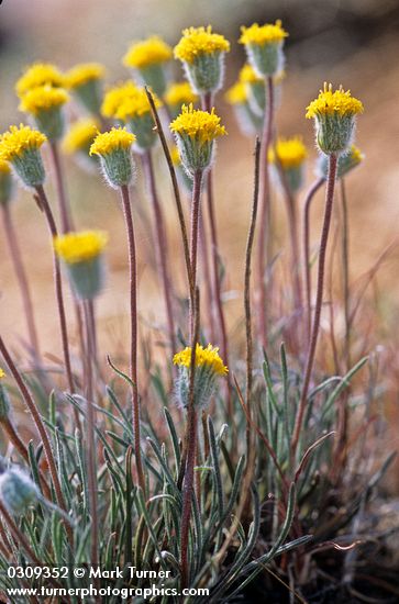 Scabland Fleabane blossoms & foliage, low angle