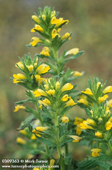 Yellow Parentucellia blossoms & foliage detail
