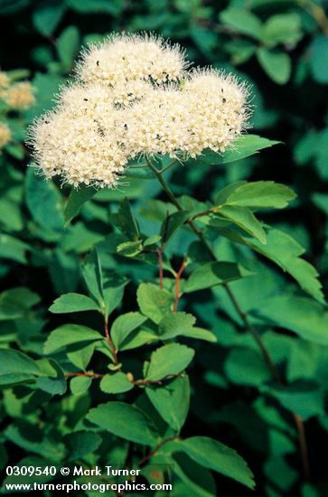 Birchleaf Spiraea blossoms & foliage