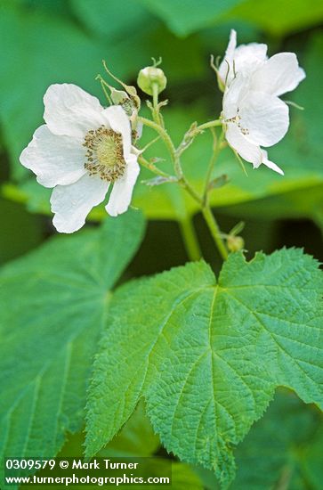 Thimbleberry blossoms & foliage