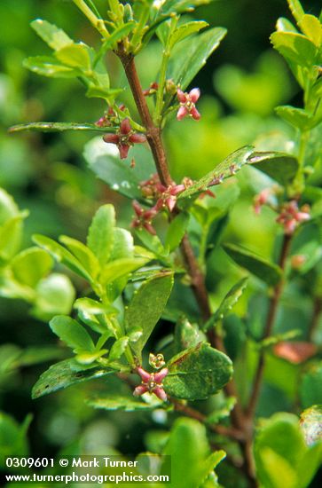 Oregon Boxwood blossoms & foliage detail