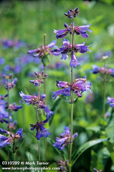 Rydberg's Penstemon blossoms