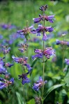 Rydberg's Penstemon blossoms