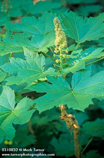 Devil's Club blossoms & foliage