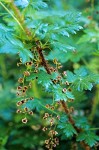 Swamp Gooseberry blossoms & foliage