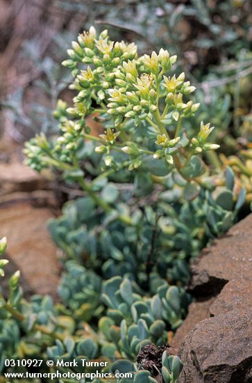 Creamy Stonecrop
