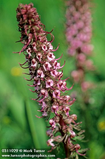 Elephant Head Lousewort blossoms detail