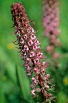 Elephant Head Lousewort blossoms detail