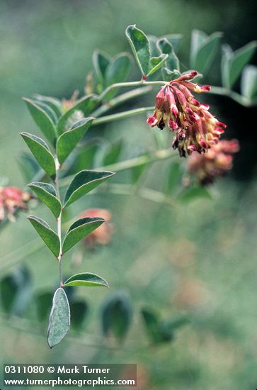 Big Deervetch blossoms & foliage