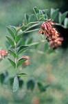 Big Deervetch blossoms & foliage