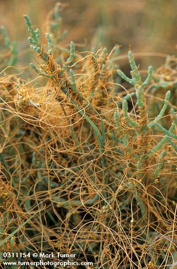 Salt Marsh Dodder on American Glasswort