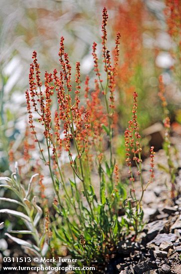Sheep Sorrel