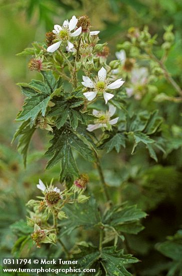 Evergreen Blackberry blossoms & foliage