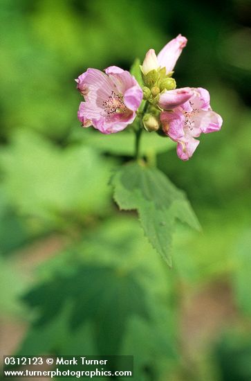 Bush Mallow blossoms & foliage detail