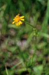 Mountain-marsh Butterweed