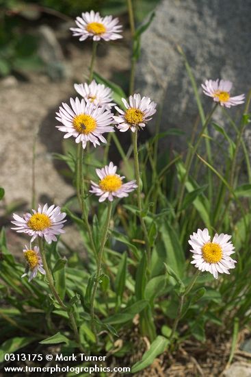 Subalpine Daisies