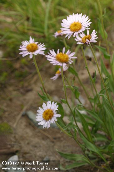 Subalpine Daisies