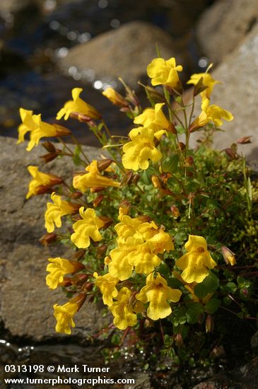 Mountain Monkeyflowers