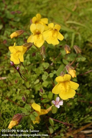 Mountain Monkeyflowers
