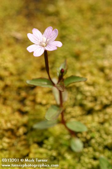 Hornemann's Willowherb blossom & foliage detail