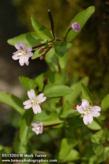 Hornemann's Willowherb blossoms & foliage detail