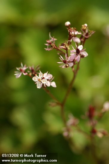 Lyall's Saxifrage blossoms detail