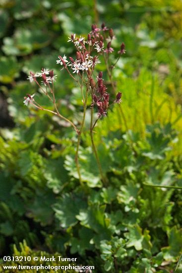 Lyall's Saxifrage