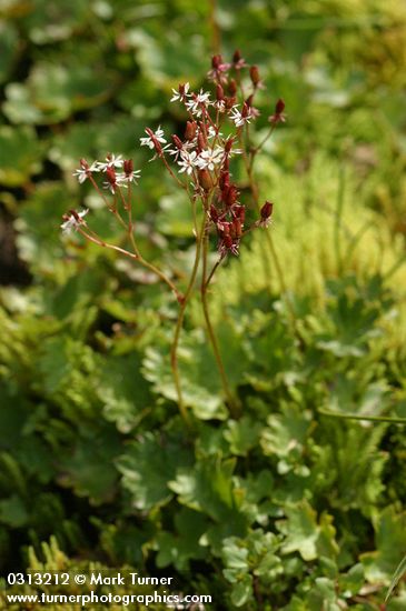 Lyall's Saxifrage