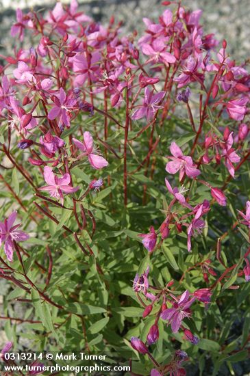 Red Willow-herb