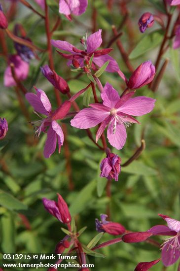 Red Willow-herb blossoms detail