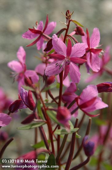 Red Willow-herb blossoms detail
