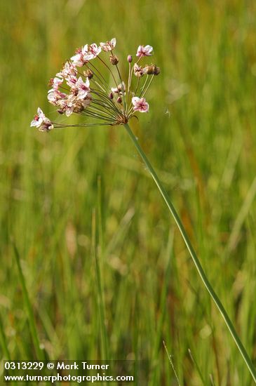 Flowering Rush blossoms
