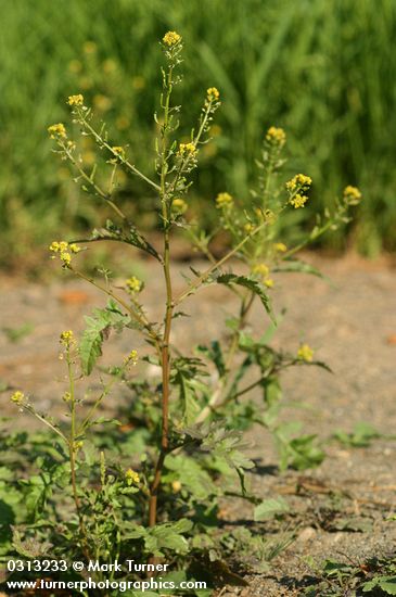 American Winter Cress